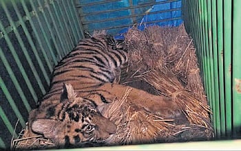 The rescued tiger cub 