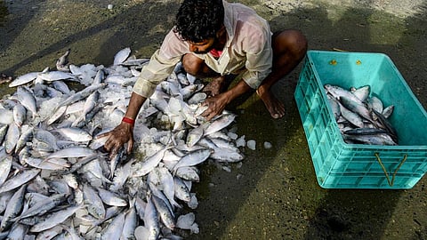 Insider track | A note of farewell for Hilsa