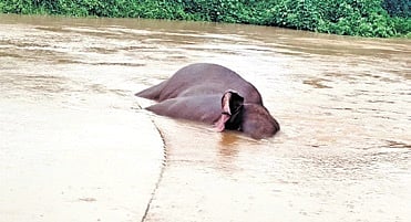 The jumbo carcass floating in the Hadua nullah near Dudhiabereni village 