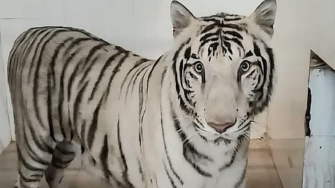Tejas will spend about 20 days in quarantine and under observation, as required after an animal is moved between zoos.
