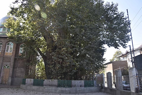 Asia’s oldest Chinar tree—which is nearly 650 years old in the Chattergam area of Jammu and Kashmir’s Budgam district—still stands tall and green.