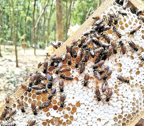 Nearly 90% of the honey produced in Keralam is from beehives in rubber plantations.