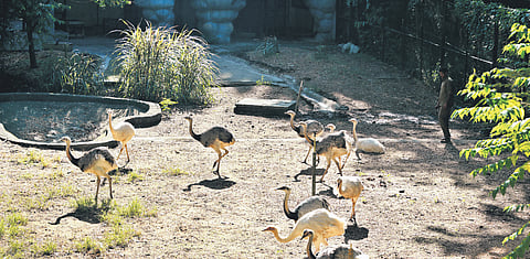 Grey and white rheas inside their open enclosure at Thiruvananthapuram zoo 
