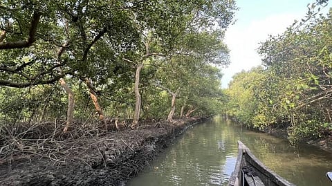 Mangrove habitats of Korangot 