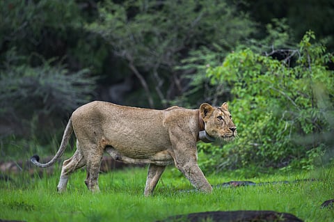 The decision comes after Asiatic lions naturally returned to Barda after 143 years, prompting the state government to strengthen the region’s conservation