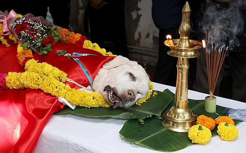 Hunter, an eight-year-old Labrador Retriever and member of the Kerala Police K9 squad.