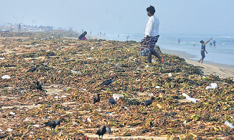 A huge quantity of water hyacinth, plastic waste, thermocol and other debris washed ashore along the Adyar estuary in Chennai.