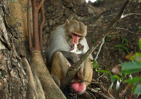 Where did Fort Kochi’s ‘star’ monkey hop in from? 