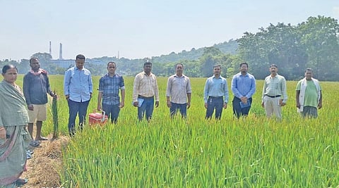 Officials inspecting the affected paddy fields at Gundurupada on Thursday.