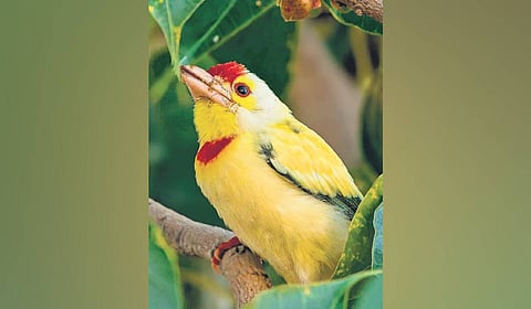 The cream-yellow coppersmith barbet.