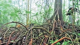 myristica swamp