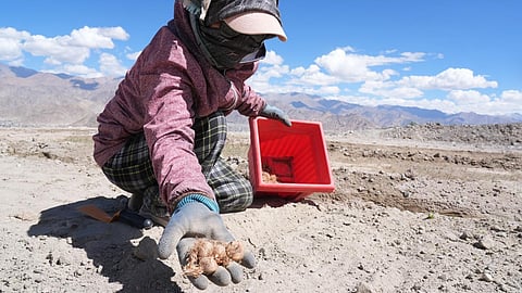 Jammu and Kashmir is the primary region for saffron cultivation in India, accounting for approximately 90 per cent of the country’s total production.