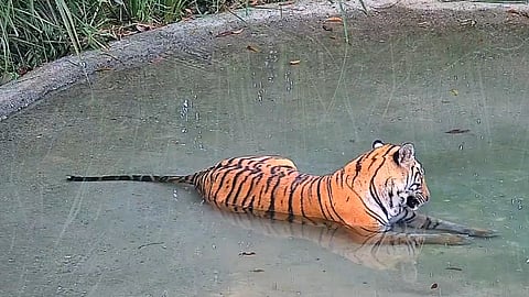 The tigress was translocated from Valmiki Tiger Reserve in Bihar after assessing relevant ecological, veterinary, and management parameters, all in accordance with established protocols.