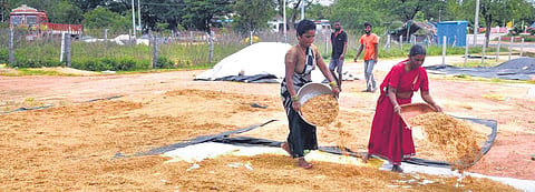 The government has fixed the minimum support price (MSP) at Rs 2,441 per quintal for common paddy and Rs 2,461 for A-grade paddy, along with a Rs 500 bonus for fine varieties.
