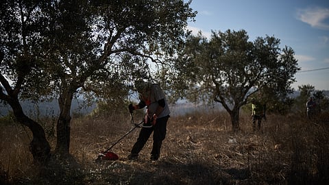 Palestinians take part in a community action to clear the area around the olive trees in preparation for the upcoming harvest season on the outskirts of the West Bank town of Birzeit, Friday, Oct. 2, 2026, in an area that, according to residents, they were unable to access last year due to Israeli army restrictions and settler attacks.