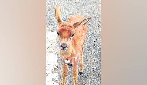 The rescued blackbuck fawn.