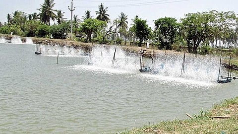 Poor management of shrimp processing units in the erstwhile Godavari district has raised concerns over untreated or inadequately treated effluents being discharged into water bodies. 