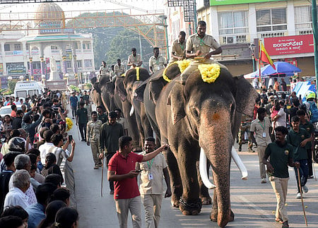 Dasara elephants walking as part of jamboo savari rehearsal in Mysuru.