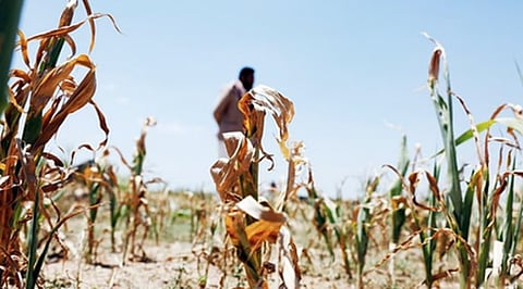 The crops that were sown were affected by the drought, with plants withering or failing to flower in time. 