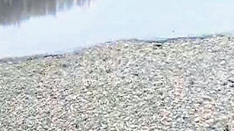 An activist suspects dumping of sewage behind the death of fish.