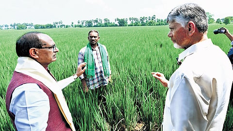 Union Agriculture Minister Shivraj Singh Chouhan, along with CM N Chandrababu Naidu, visit a paddy field in Burripalem where natural farming is practised.