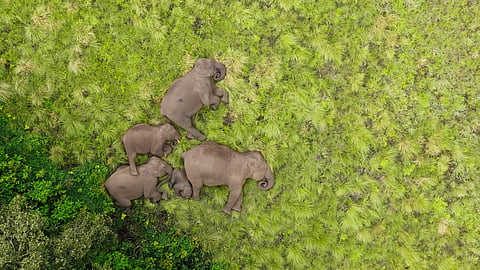 Still from Wild Tamil Nadu