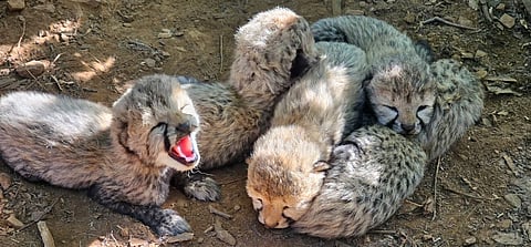 Indian-born cheetah KJP21, daughter of Namibian cheetahs Pawan and Siyaya, gave birth to five cubs in a secure enclosure at Kuno.