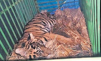 An eight-month-old female tiger cub rescued from a village in Thakurmunda range of Karanjia forest division.