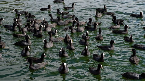As the team scanned the north-eastern and northern expanses of the vast waterbody, they discovered that nearly half of the entire wetland was blanketed by a dense, floating flock of coots. 
