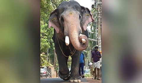 Lightning kills elephant Pallatt Brahmadathan in Keralam.