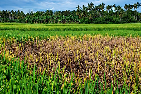The BPH sucks sap from the base of paddy plants, weakening them and eventually causing them to dry up.