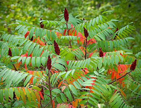 Killing two birds with one one using invasive plants

