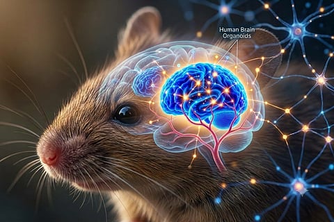 Human brain cells in mice open new window to study neurological disorders 