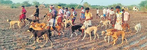 Farmers say they spend Rs 50,000-Rs 60,000 to hire 100 to 150 dogs a day  