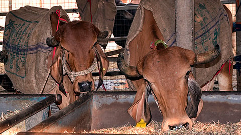 Cattle trafficking Gau Rakshak
