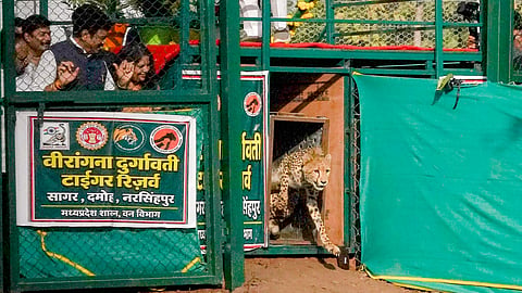 Two Botswanan cheetahs moved to VDTR will be joined by two more next month, CM Mohan Yadav announced at the wildlife event.
