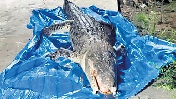 Carcass of a 14-feet-long crocodile.