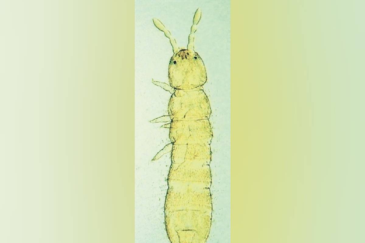 Two new species of springtails discovered by scientists in Nilgiris