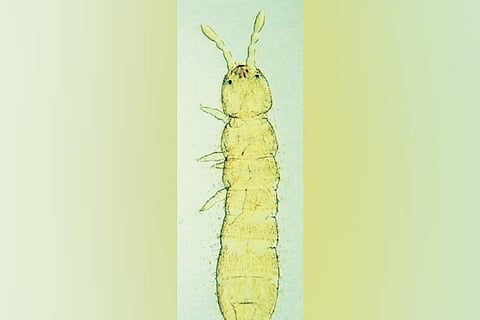Folsomia unioculata