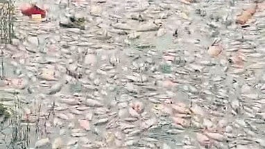 Thousands of dead fish were found floating in Doddagubbi Lake in Mahadevapura constituency last week.
