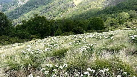 Nanda Devi Biosphere Reserve