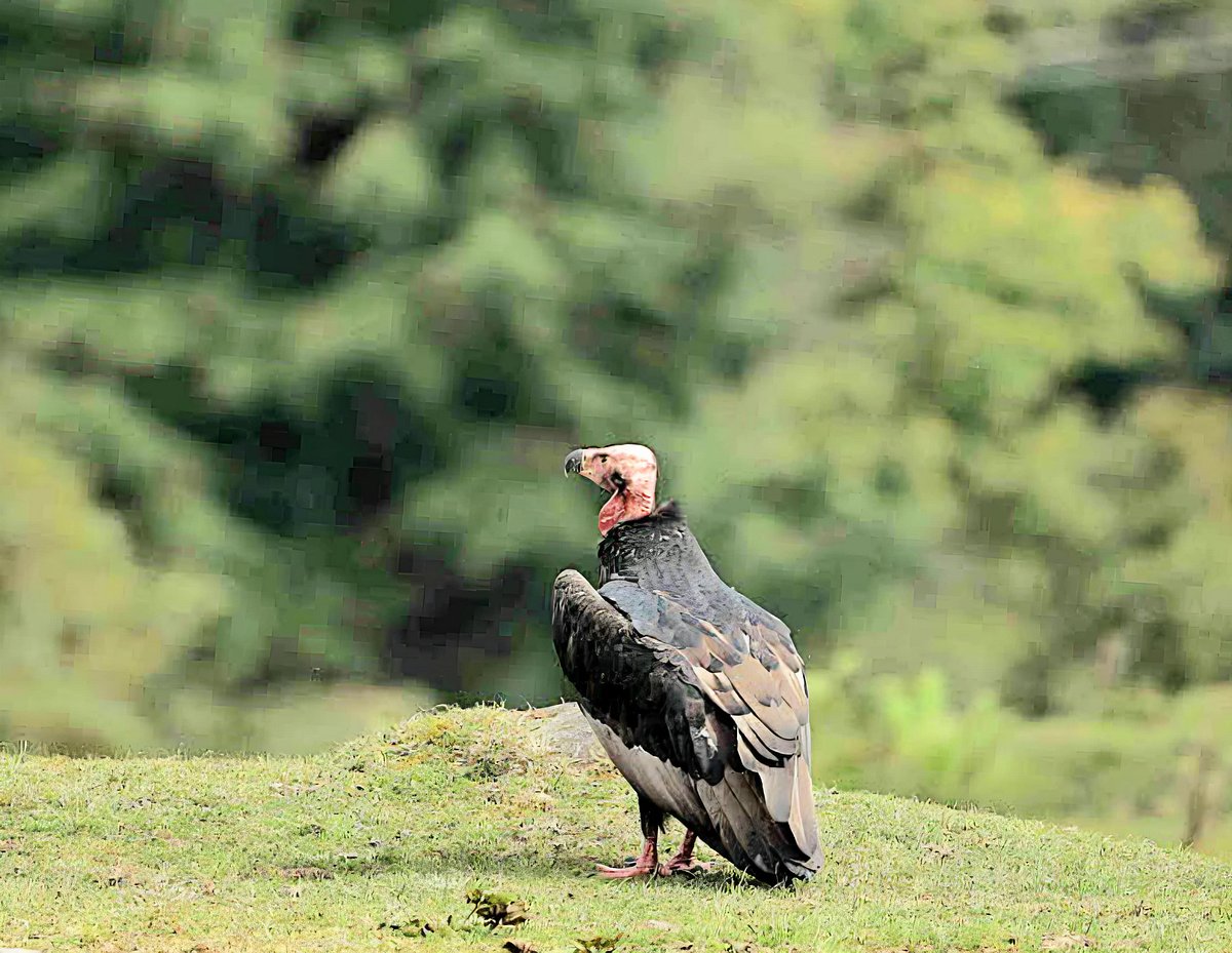 Critically endangered red-headed vulture spotted in Uttarakhand