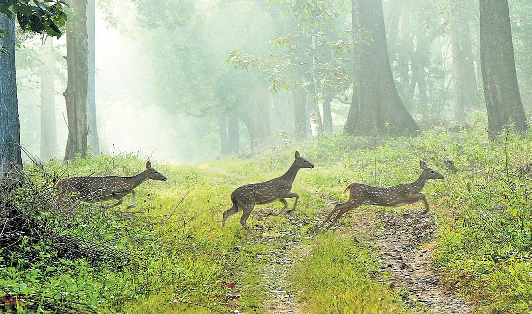 Misty hills to rising heat, Wayanad climate change rings an alarm bell