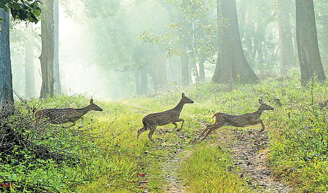 Three fawns spotted mid-leap at Chethalayam forest in Wayanad on a misty morning 