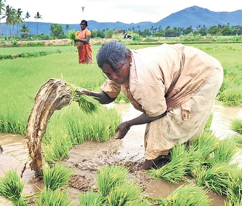During 2025-26, TN achieved 122.43 lakh MT of foodgrain production, against its target of 130.23 lakh MT. 