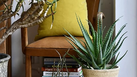 Benefits of aloe vera