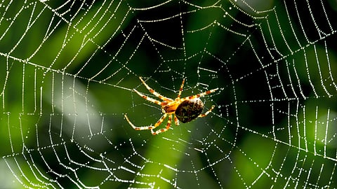 Keralam, the hub of interesting researches on spider