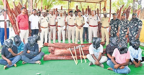 Andhra Pradesh: 90 red sanders logs seized in Kadapa
