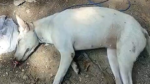 seven-month-old puppy was found dead on Mariyadoss Street, Royapuram, in Chennai.