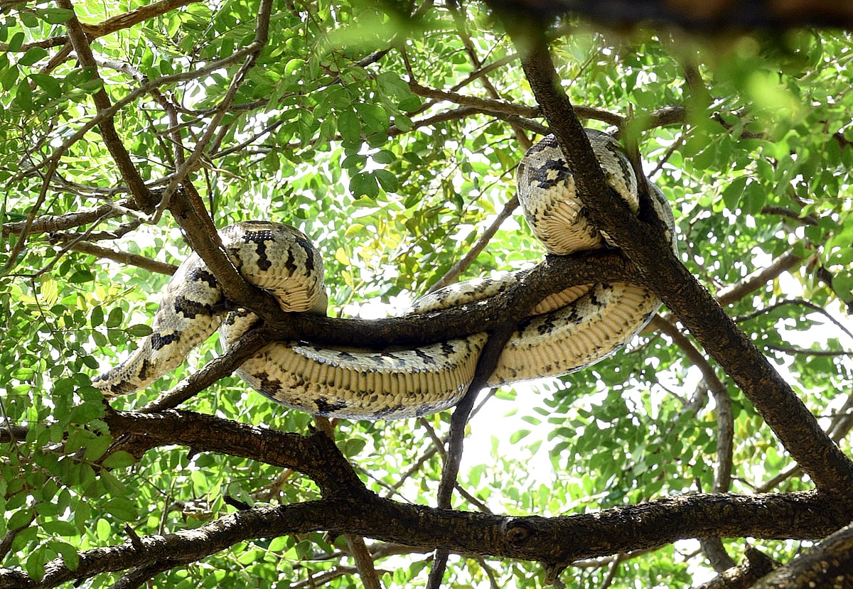 What Kochi’s wildlife sightings tell us about a changing ecology